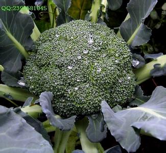 西兰花行情走势与价格分析