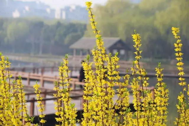 园林新宠，最新地被灌木引领绿化潮流