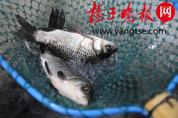 最新鳊鱼市场走势分析，行情动态、价格变动与养殖前景展望