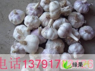 金乡大蒜价格行情，一颗蒜瓣背后的励志故事浮出水面