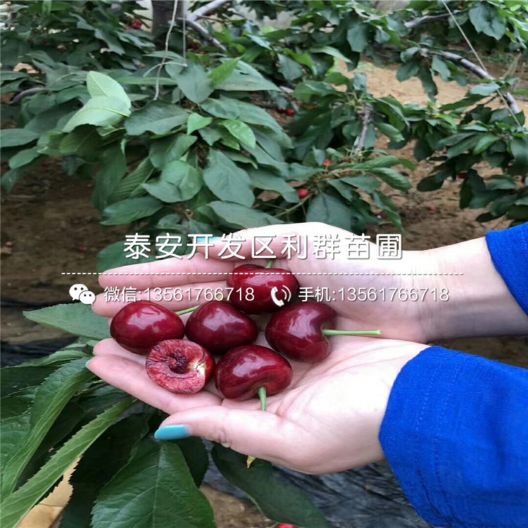 白玉樱桃最新行情揭秘，励志故事与价格走势的双重呈现